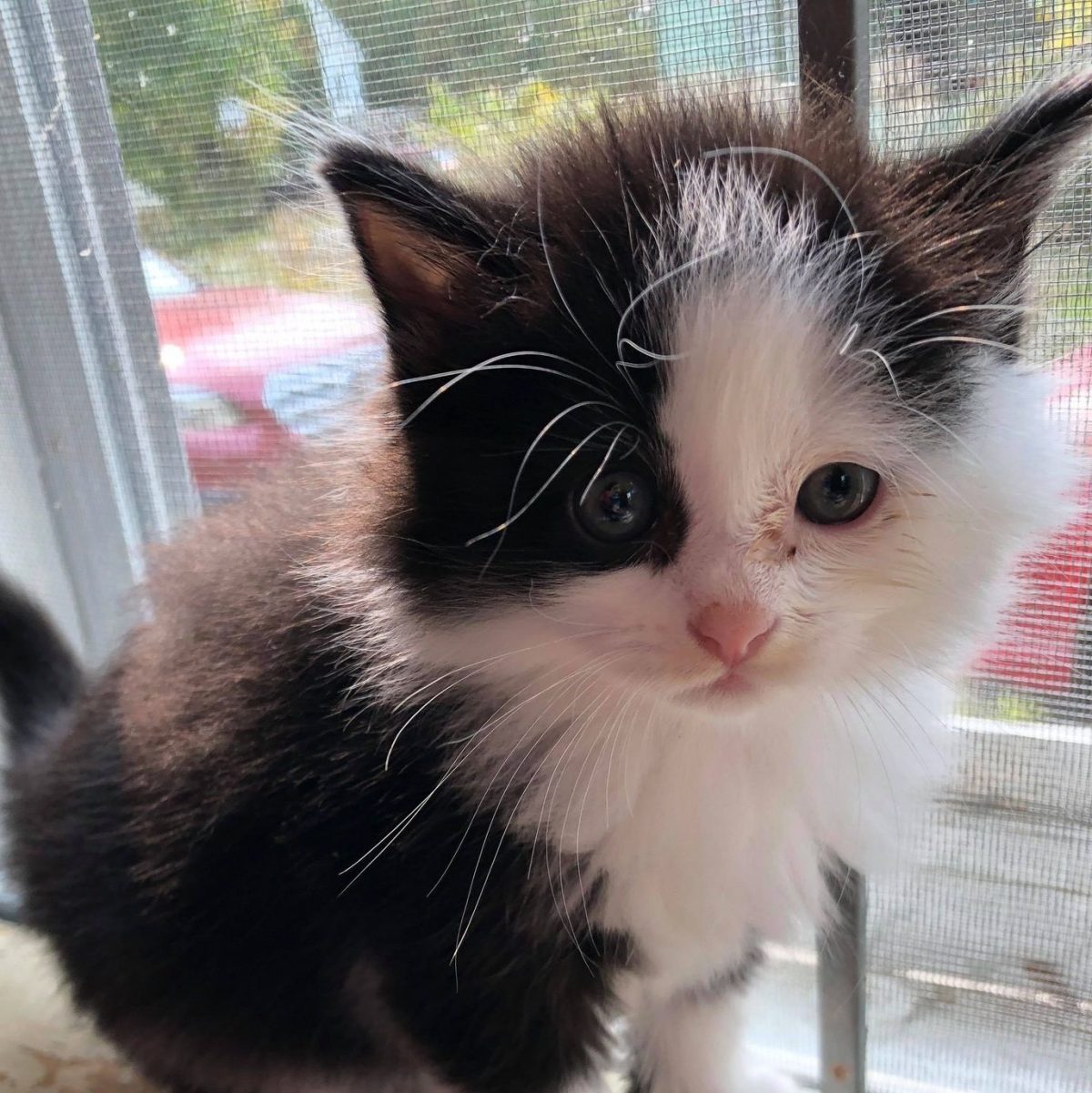 SOS Feral Rescue Needs Help With 21 New Feral Kittens Bedlam Farm