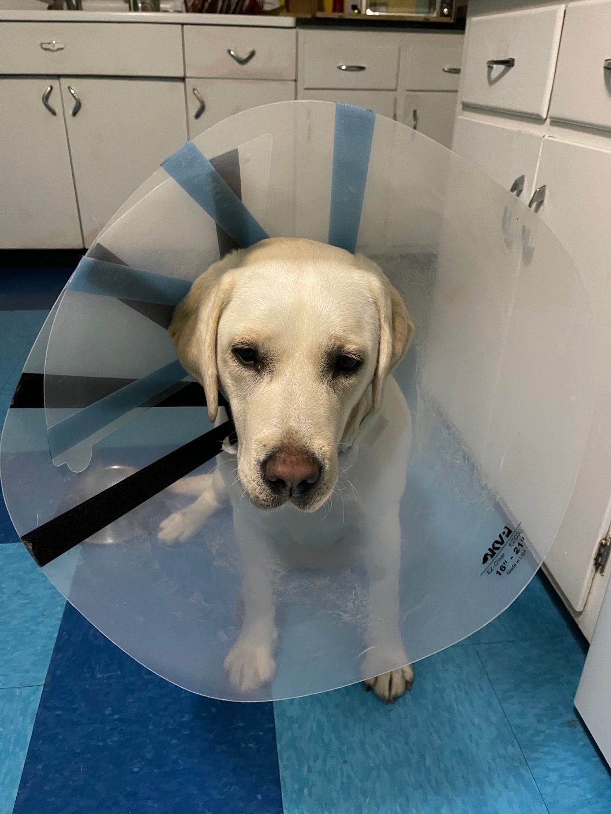 Chronicles Of A Dog Steward Ditching The Hood Bedlam Farm