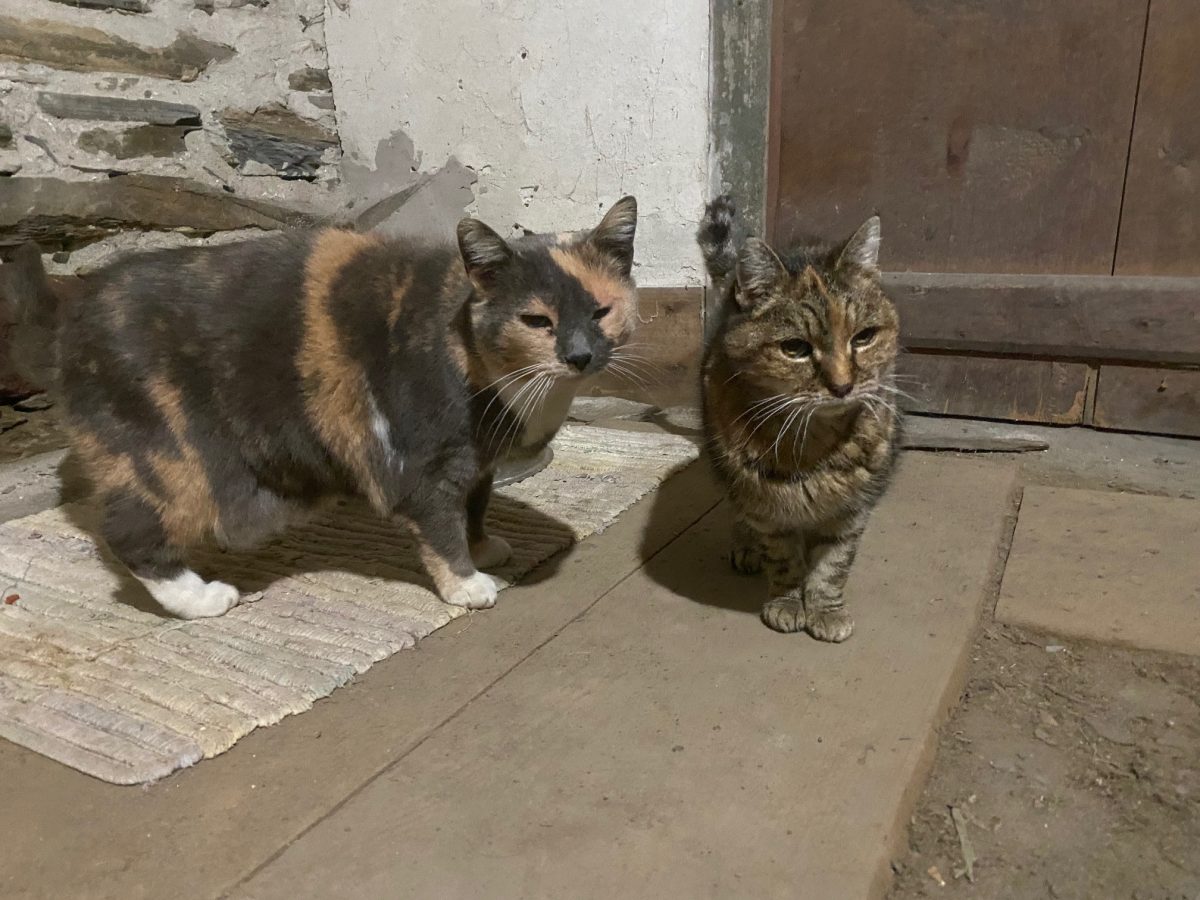 The Barn Cats In Their Own Florida Bedlam Farm