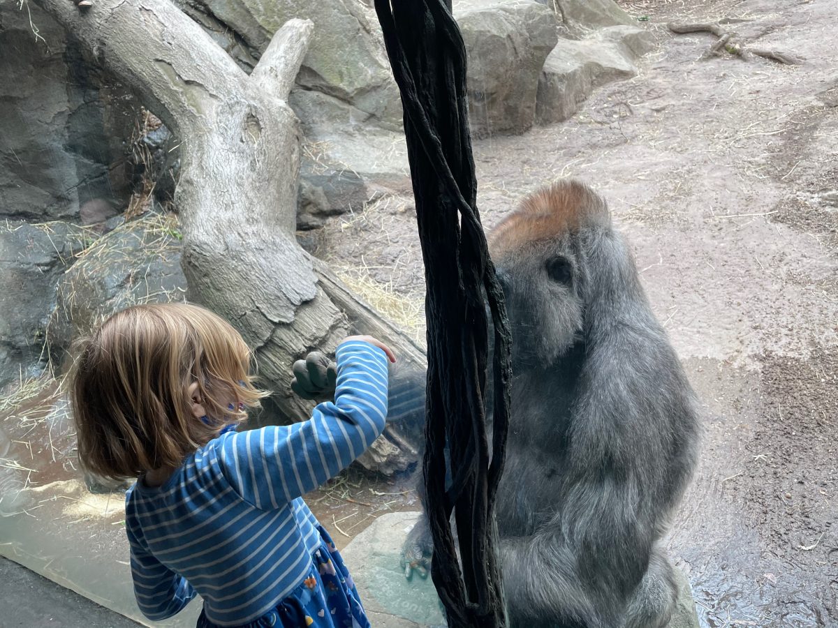 Robin's Amazing Visit With A Gorilla At The Bronx Zoo Today. Bring