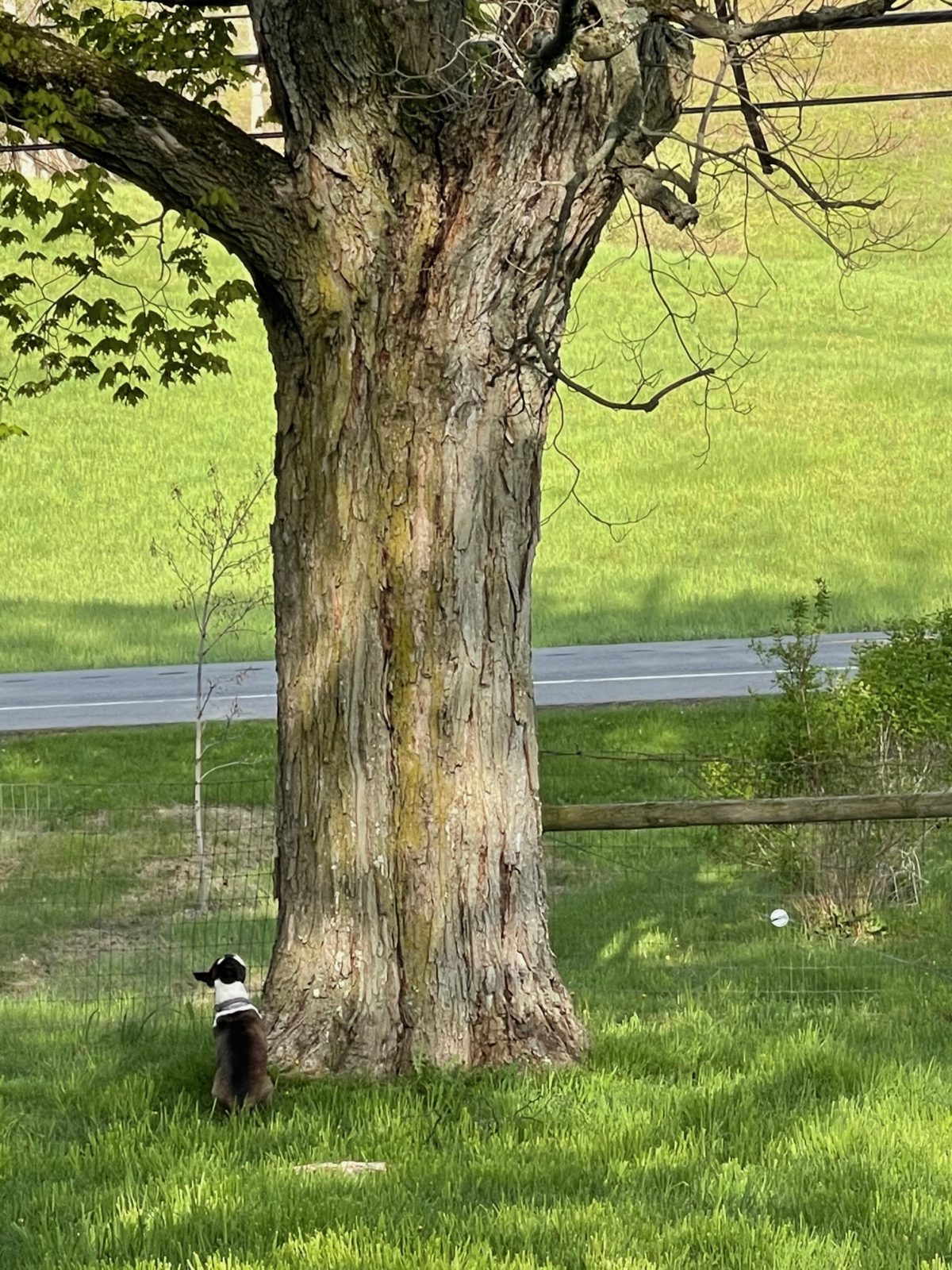 Hope Springs Eternal The Little Dog That Could Bedlam Farm