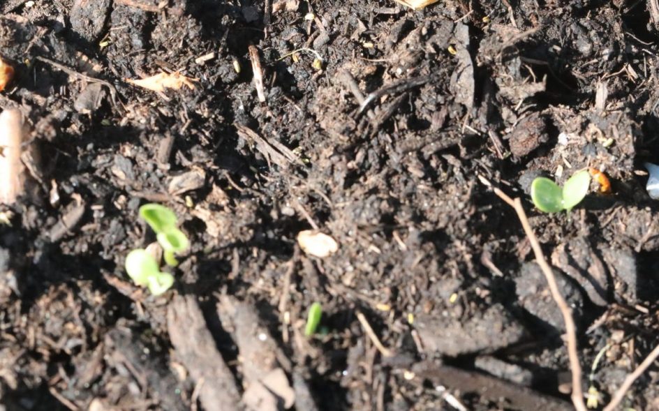 Success. My Raised Zinnia Garden Bed Has Sprung To Life Bedlam Farm