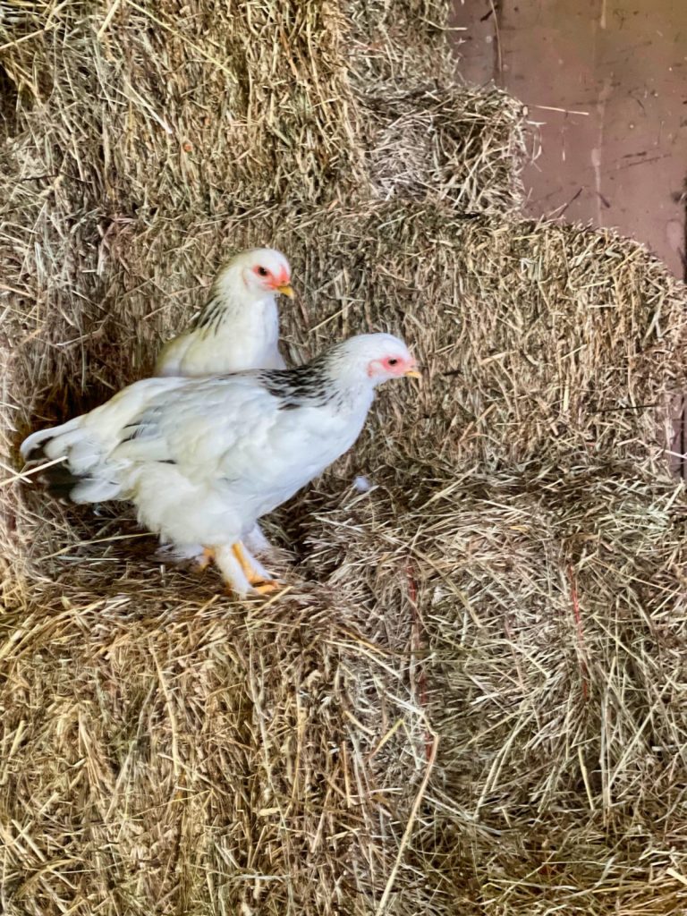 Chicks In The Hay Stack Bedlam Farm