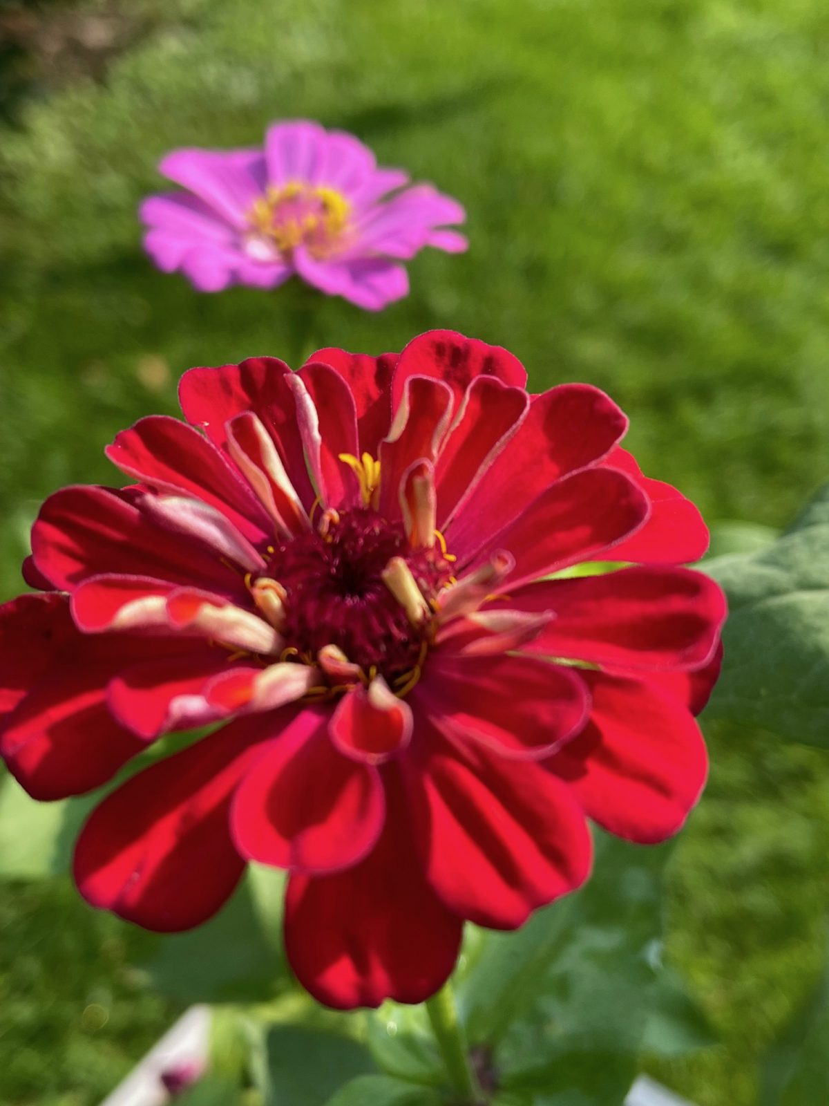 The Japanese Beetle Trap Works. Saving The Zinnia Garden. Apologies To