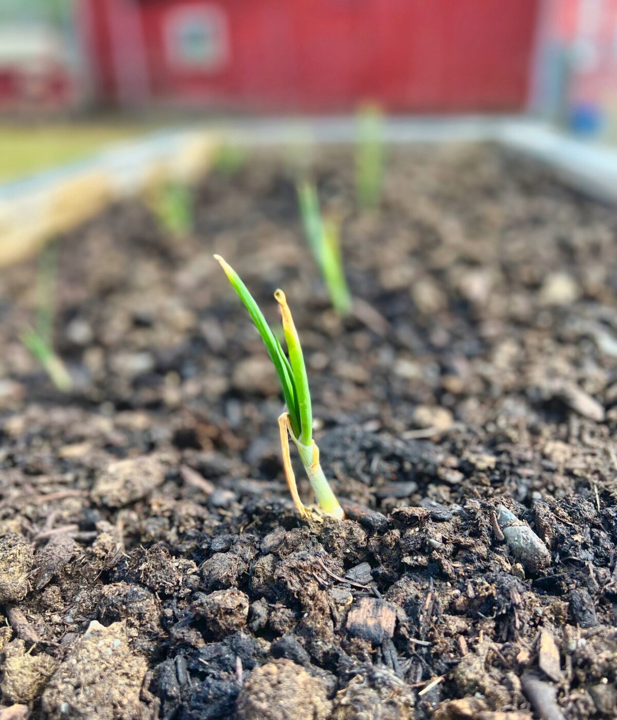 My Onions Are Growing To Spring And My Big New Raised Garden