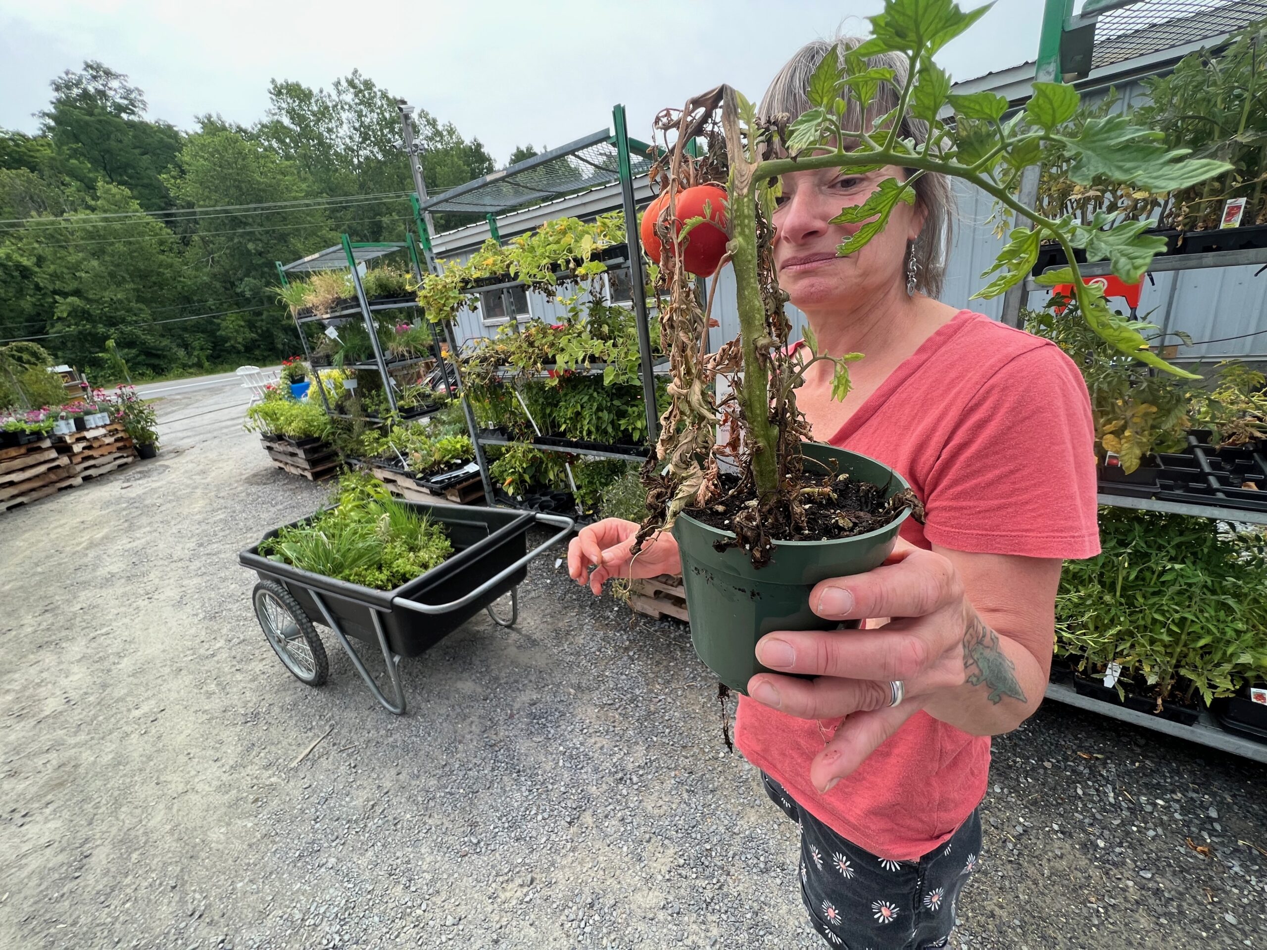 Army Of Good Vegetable Plants For The Gibbons Garden Next