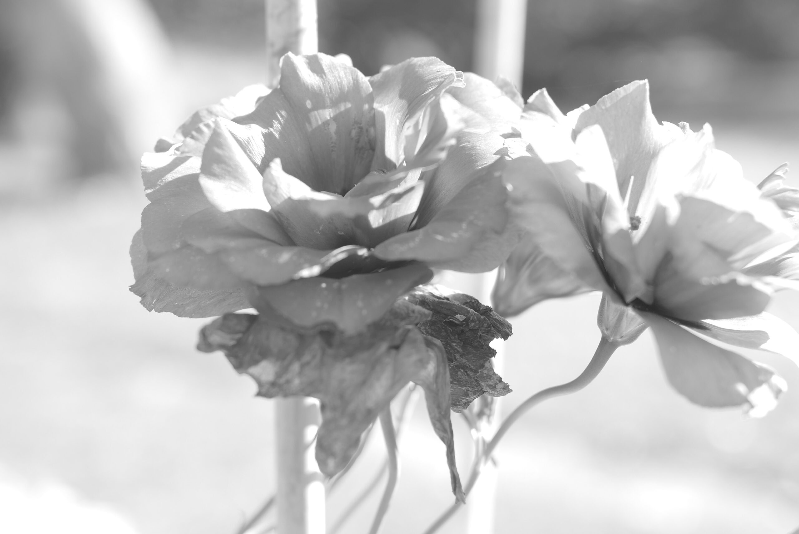 Photo Journal, Friday, August 19, 2022 Morning Glory The Beautiful