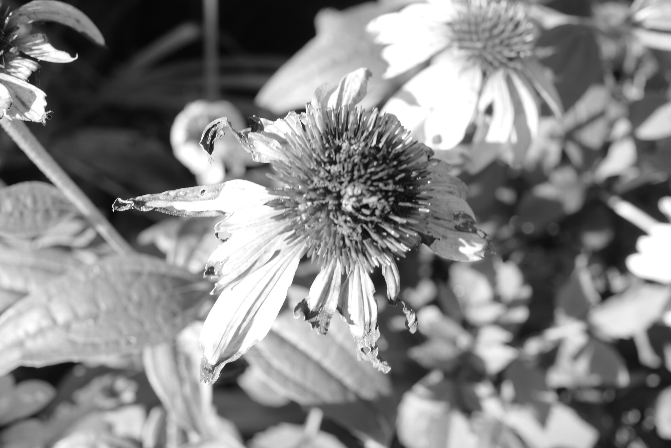 Photo Journal, Friday, August 19, 2022 Morning Glory The Beautiful