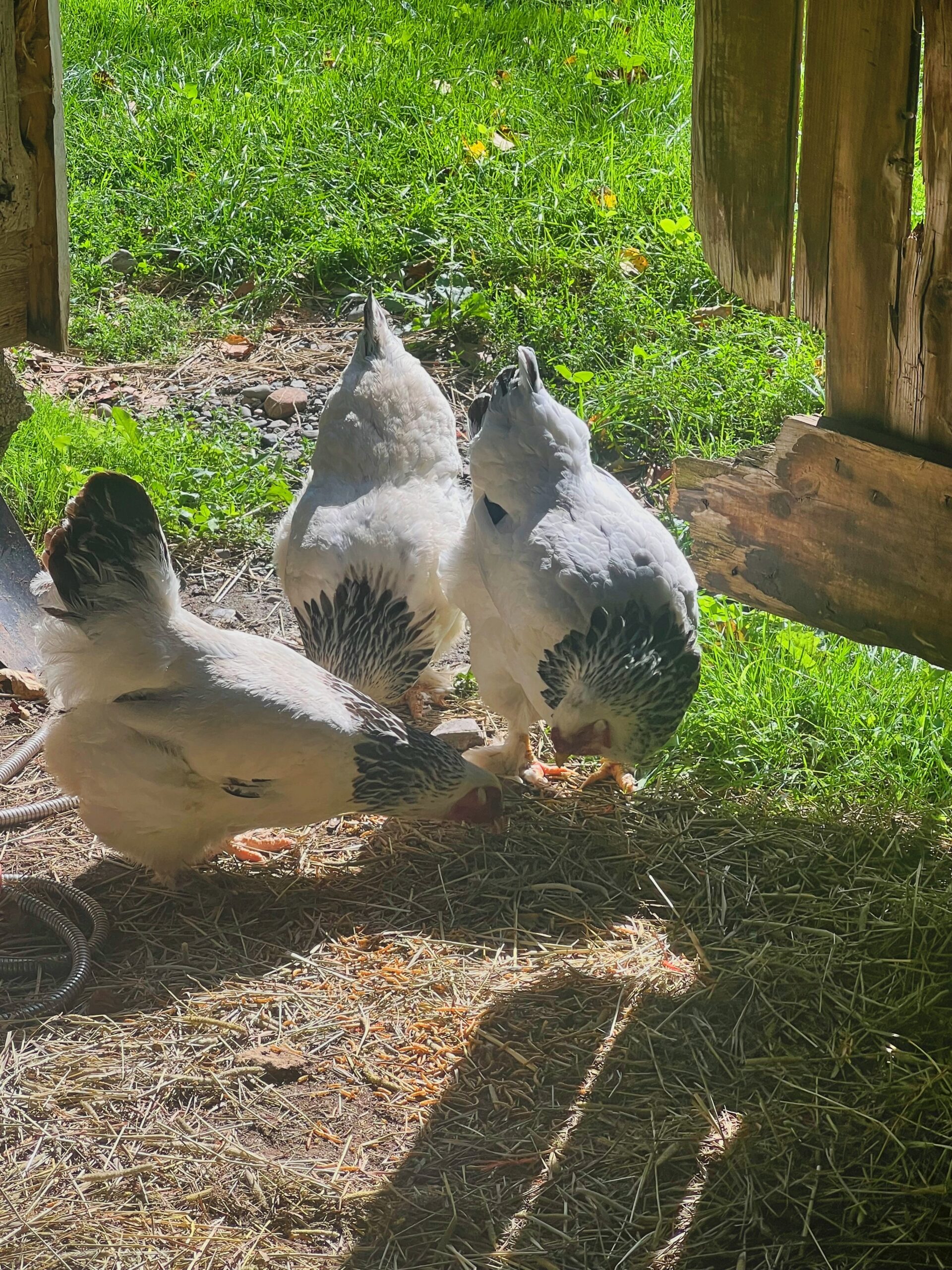 Following The Imperious Hens For A Few Minute's....A Hen's Life Is More