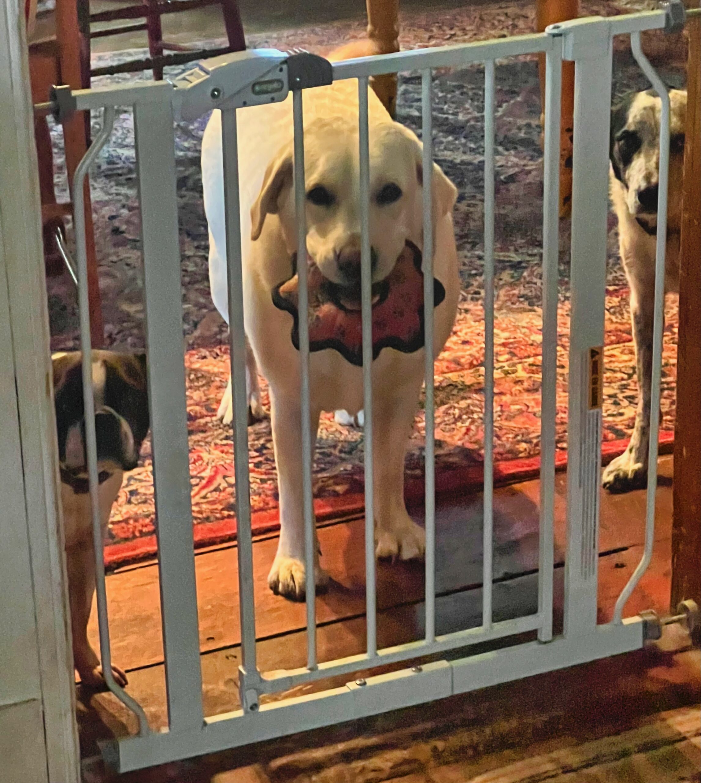 Sunday Morning Off To Get Maria's Yarn, Home To Do Some Dog Support