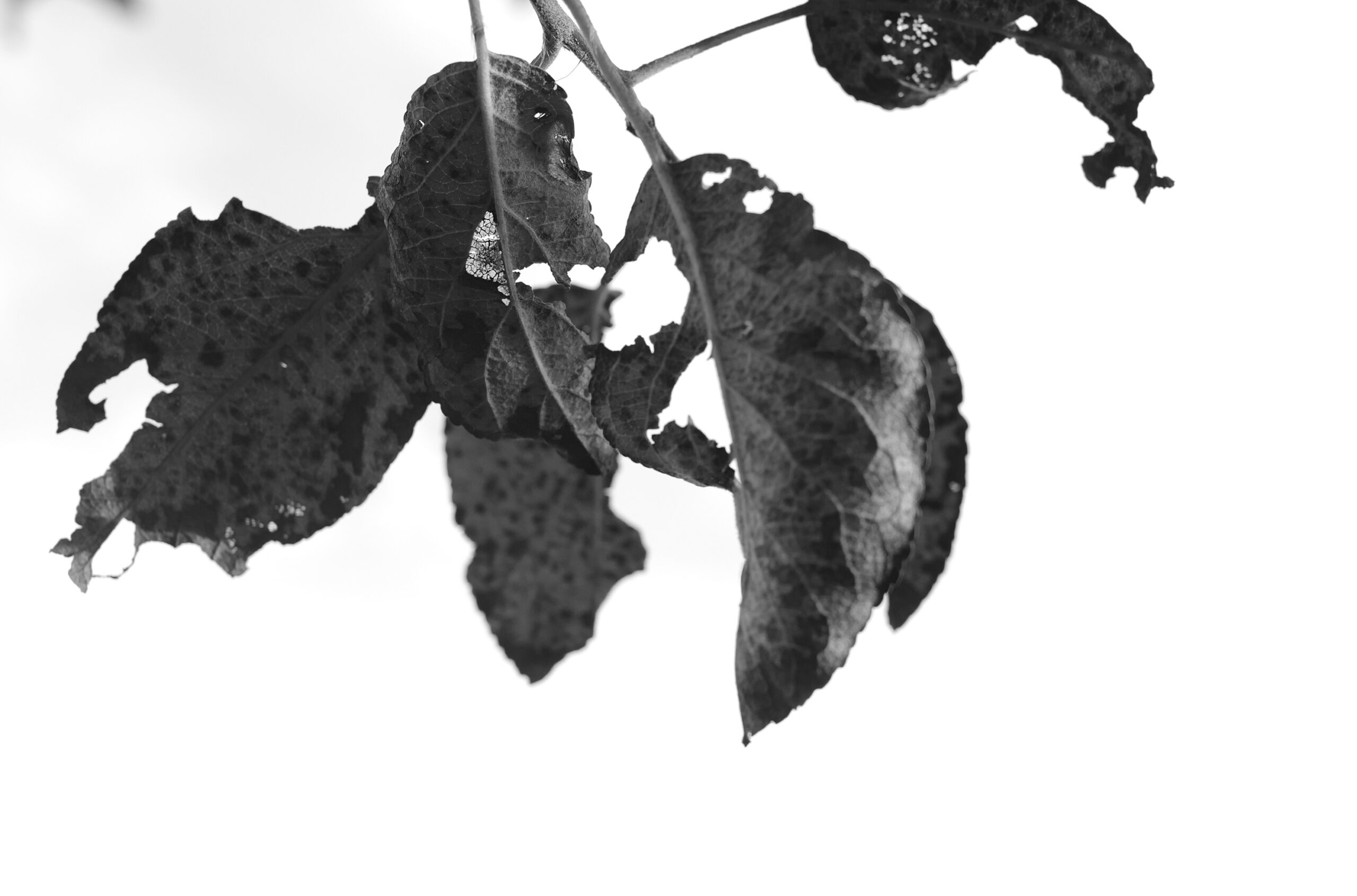 When Leaves And Flowers Die, The Experiment Begins As Summer Fades, I