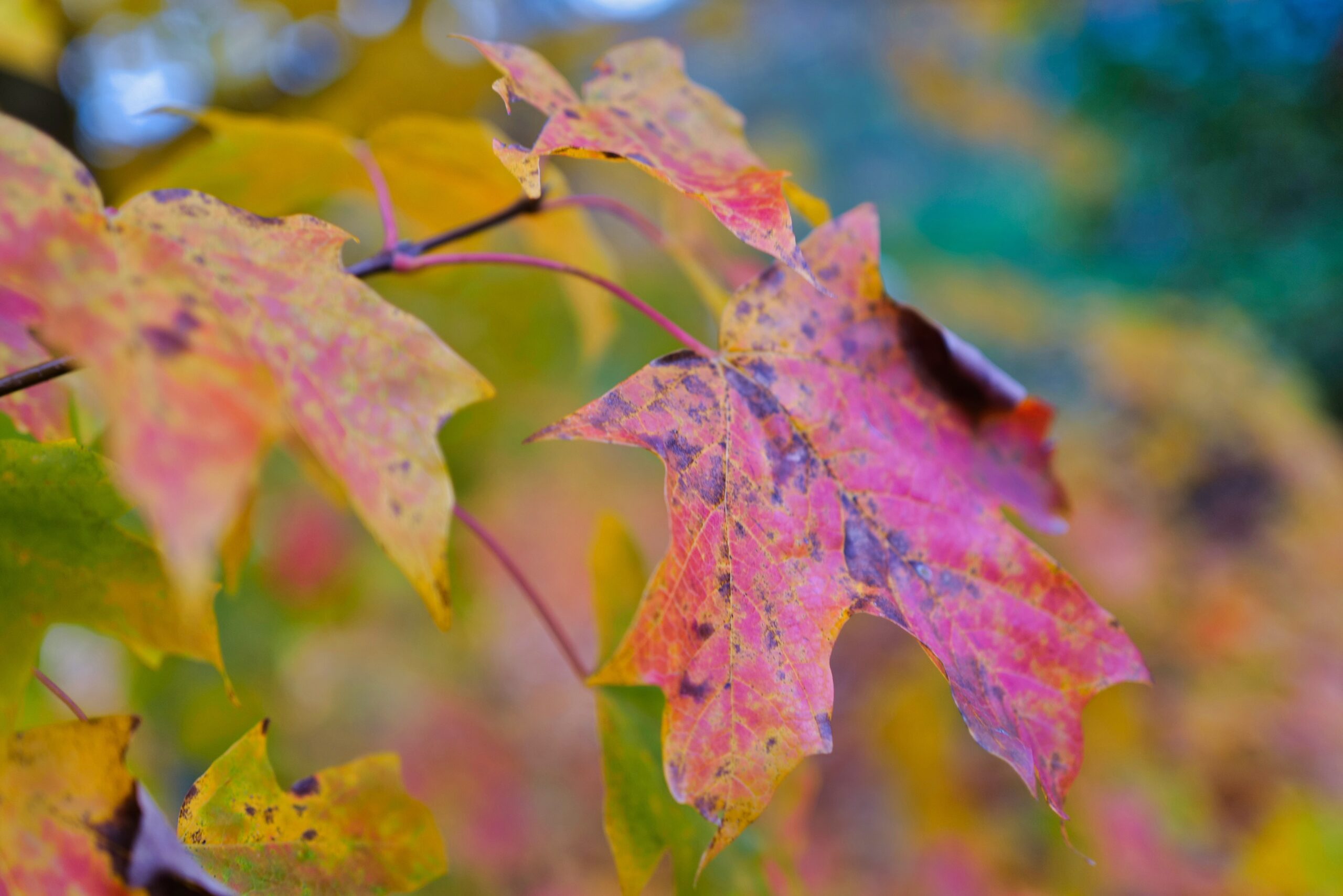 Photo Journal, Wednesday, October 9, 2022.I Call It Soft Art, Something