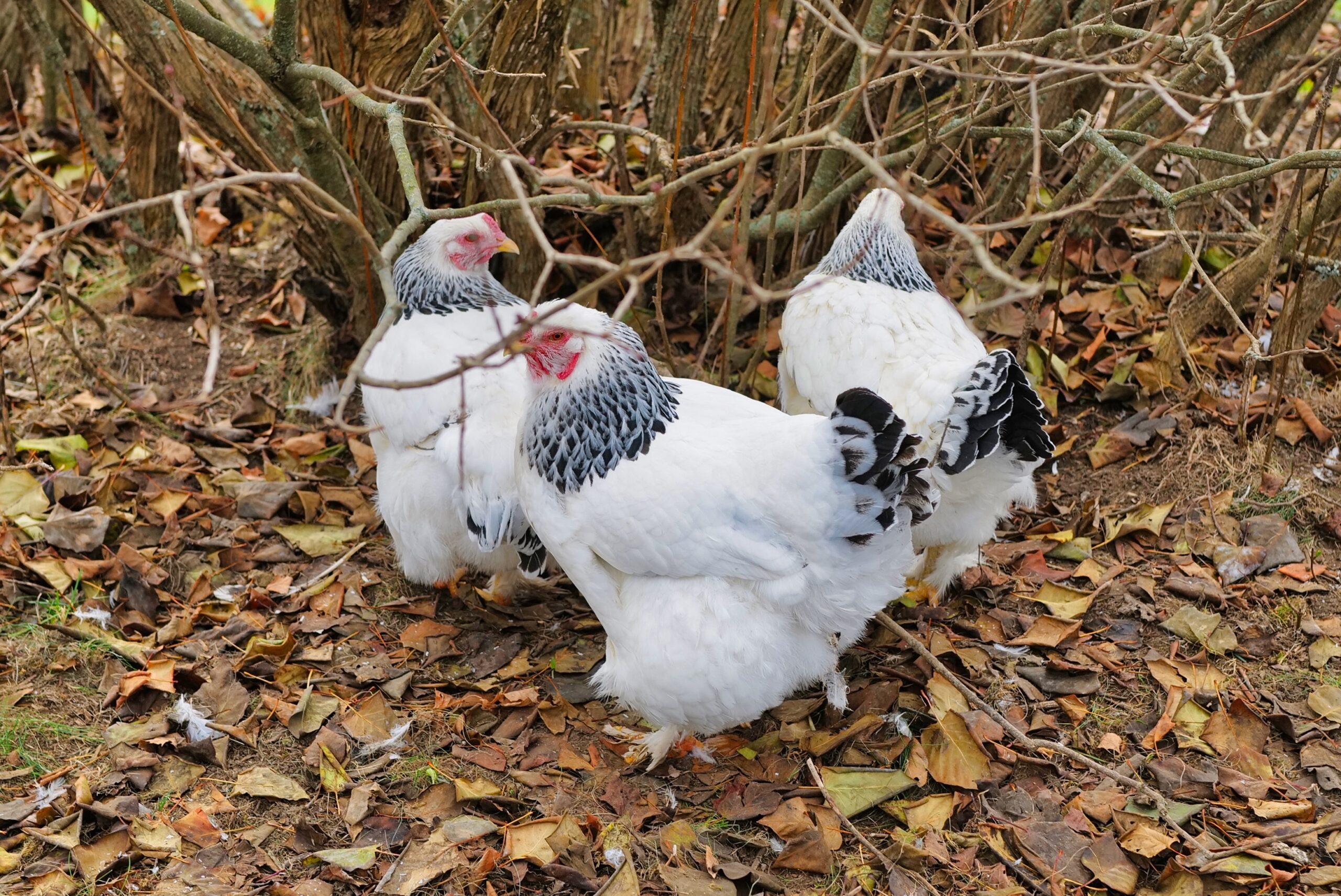 The Imperious Hens Have All Molted. They Look Quite Stylish Bedlam Farm