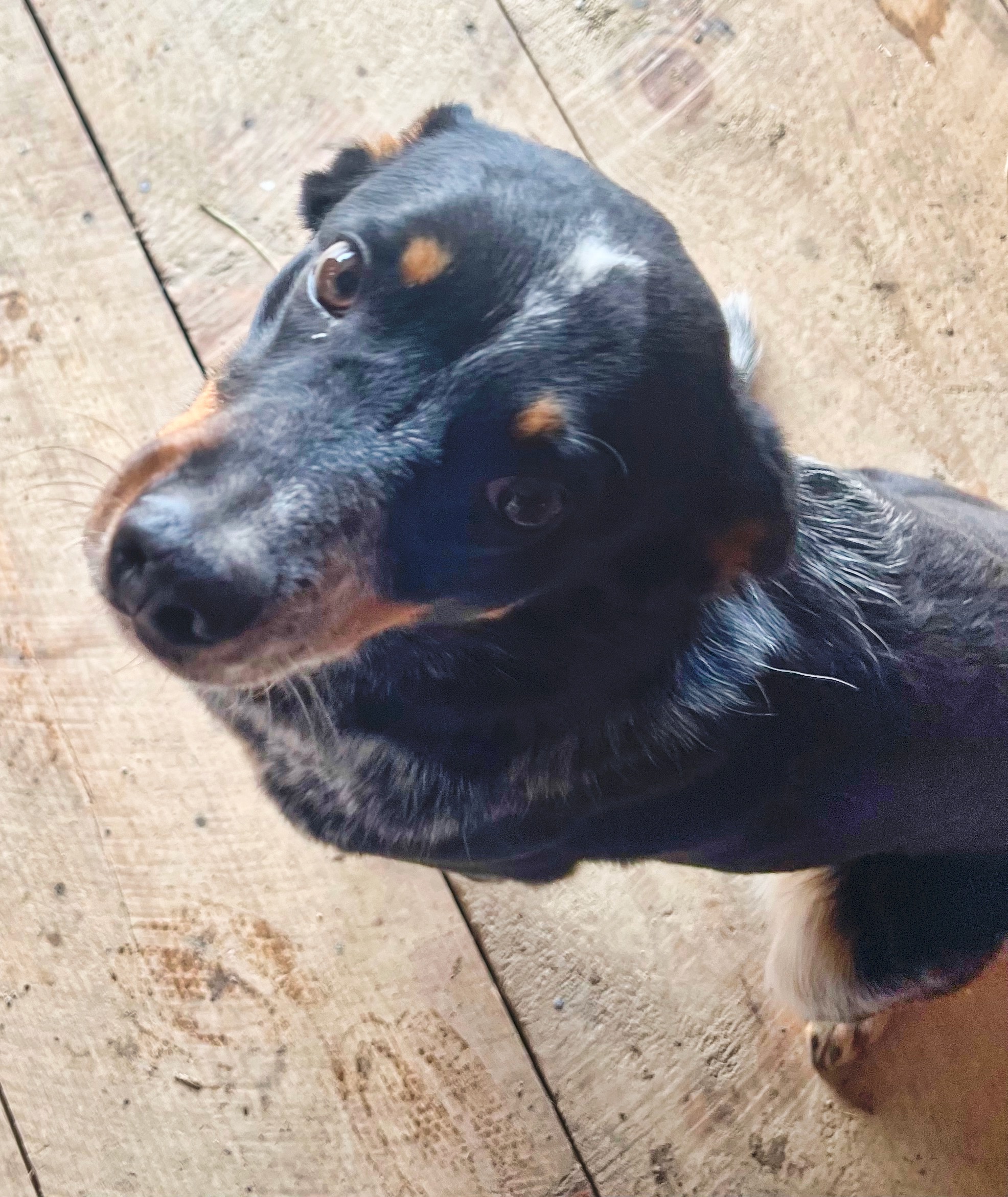 Do The Amish Breed Dogs