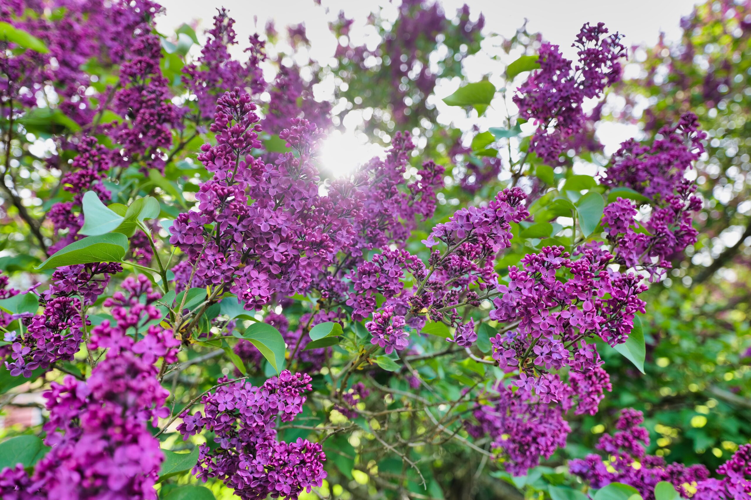 When Lilacs Bloom At Bedlam Farm, Remembering What A Great President Is