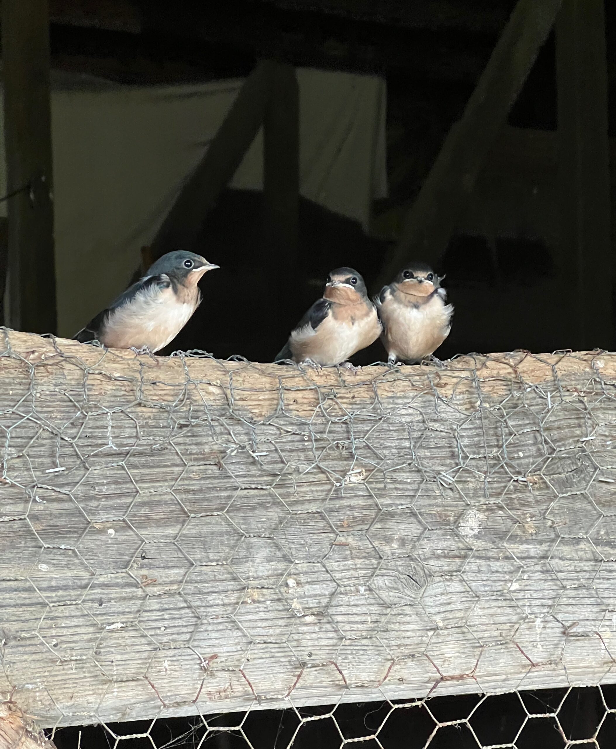 The Baby Swallows Are Leaving The Nest. Good Luck In The World Bedlam