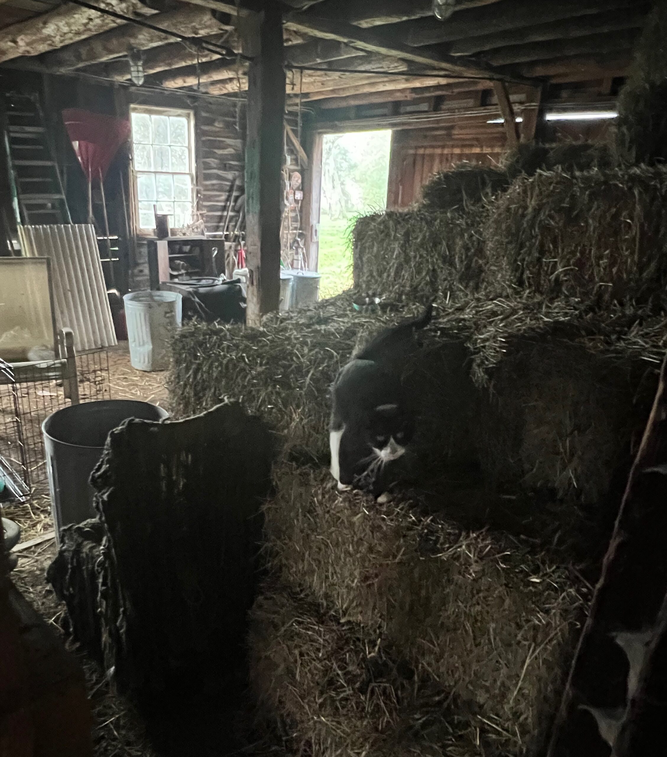 Zip And Me, The Chipmunk Campaign Is On. This Chipmunk Has Tunnels