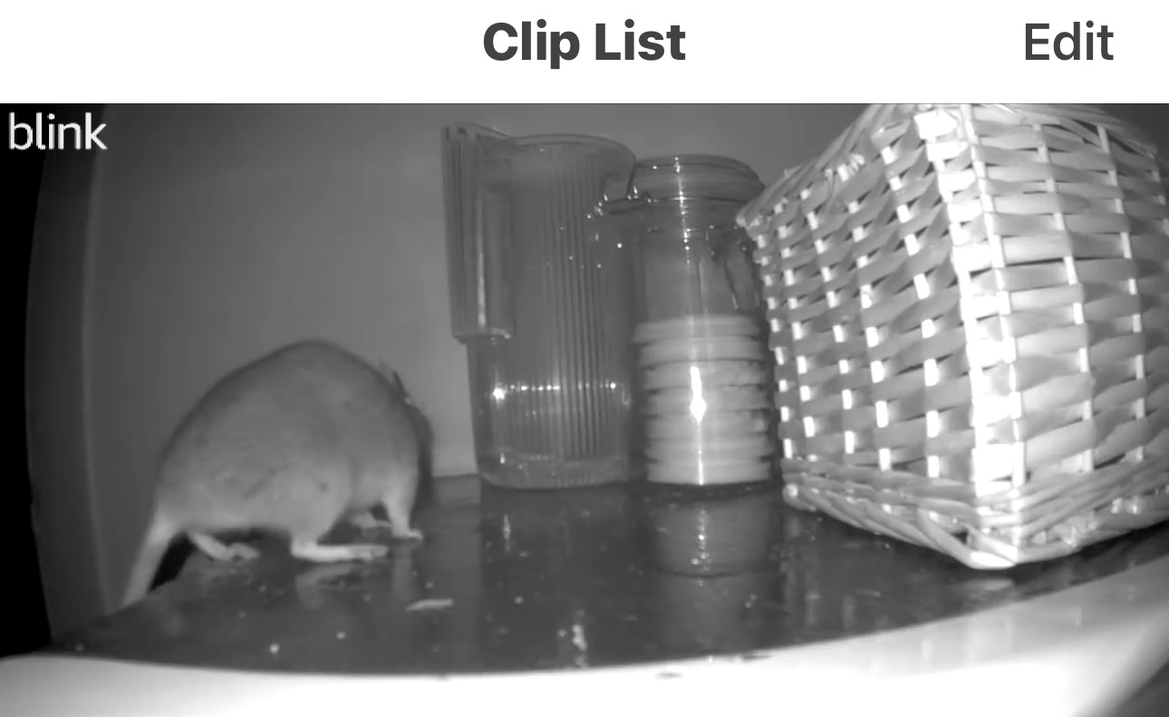 Rats! And Bird Feeders Another Wild Willa Cather Day At Bedlam Farm