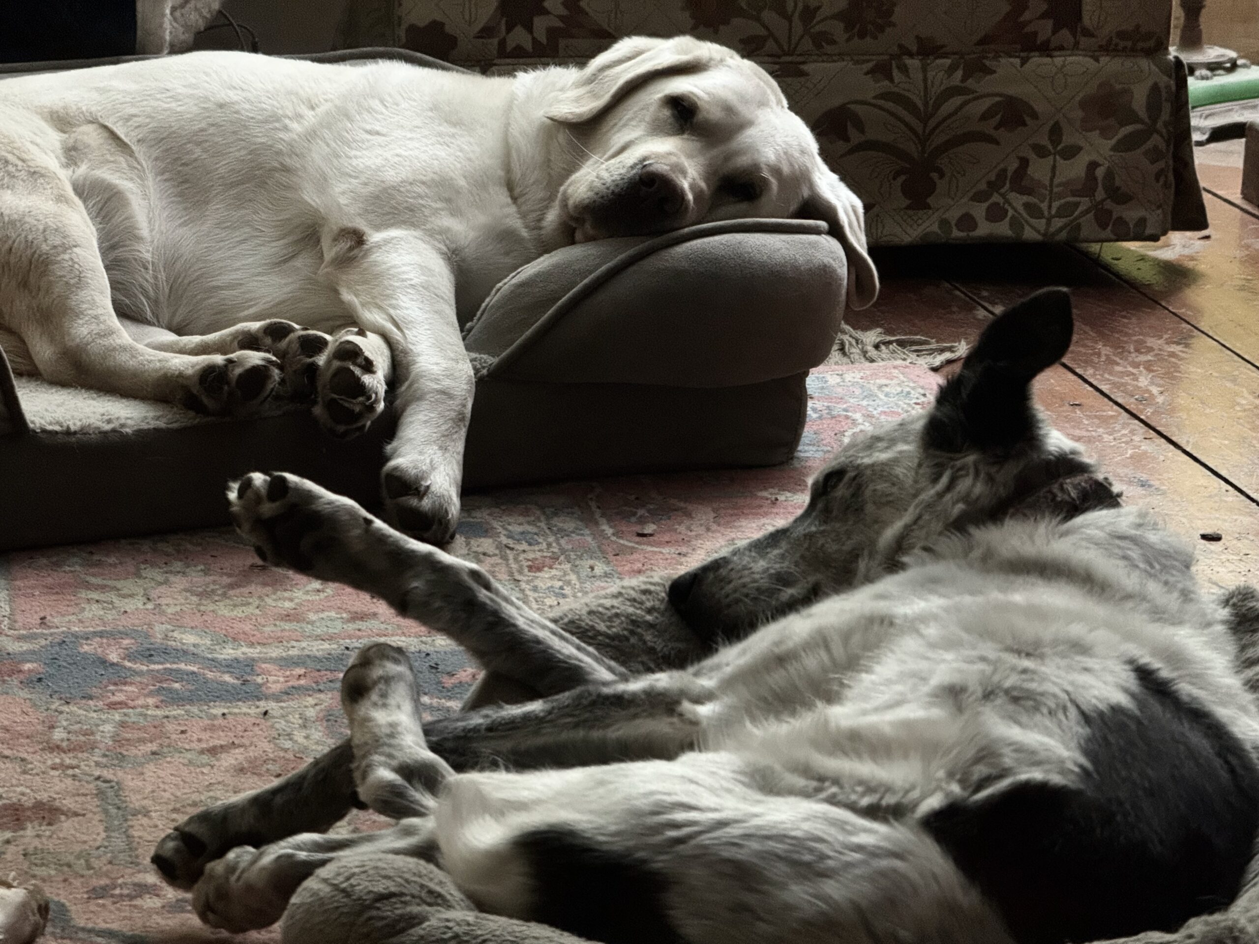 Two Dogs At Rest. Dogs Don't Need to Shake Hands Or Kiss To Be Friends