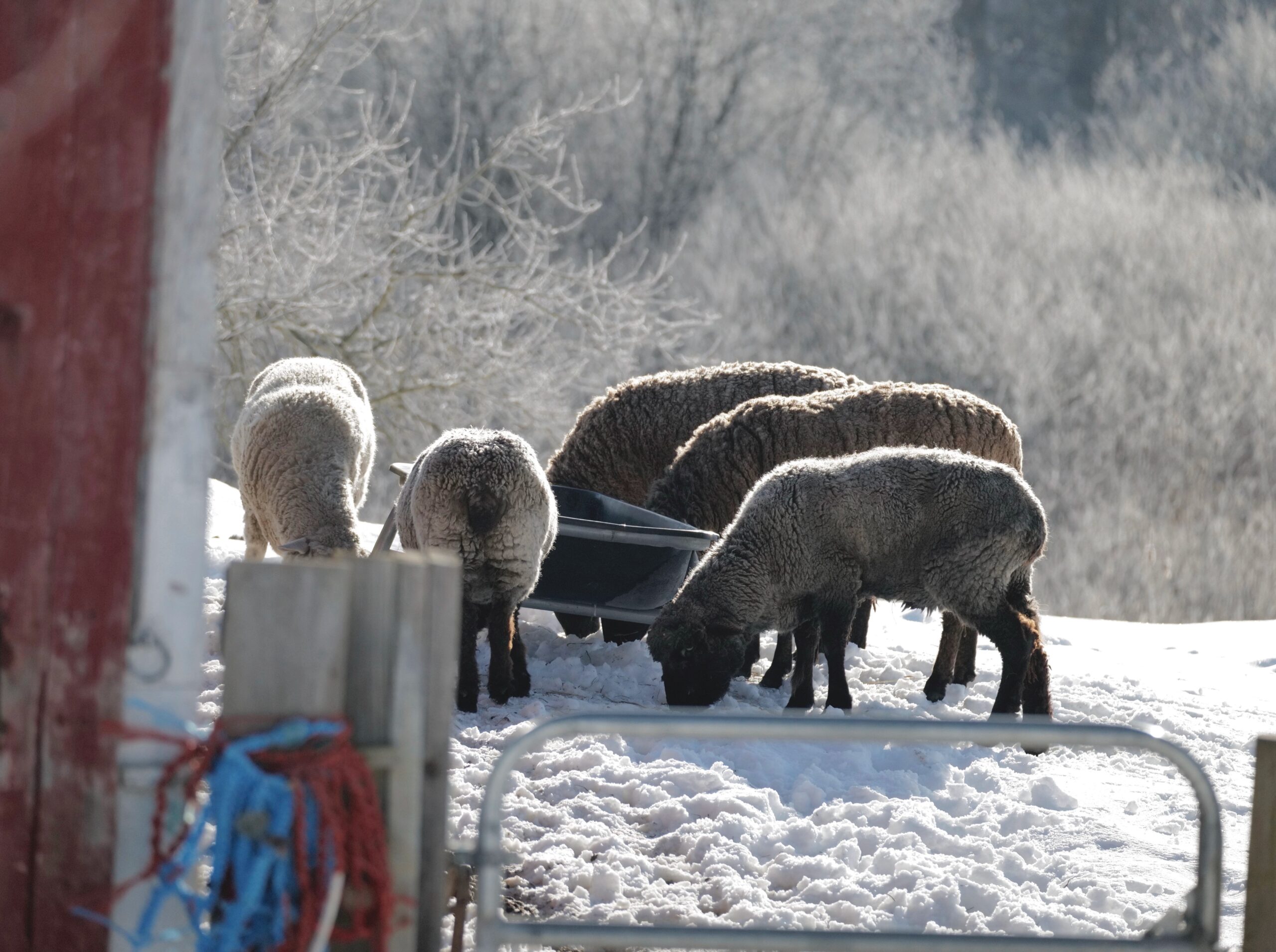 Do Sheep Know When Other Sheep Die? What Do We Know And Not Know