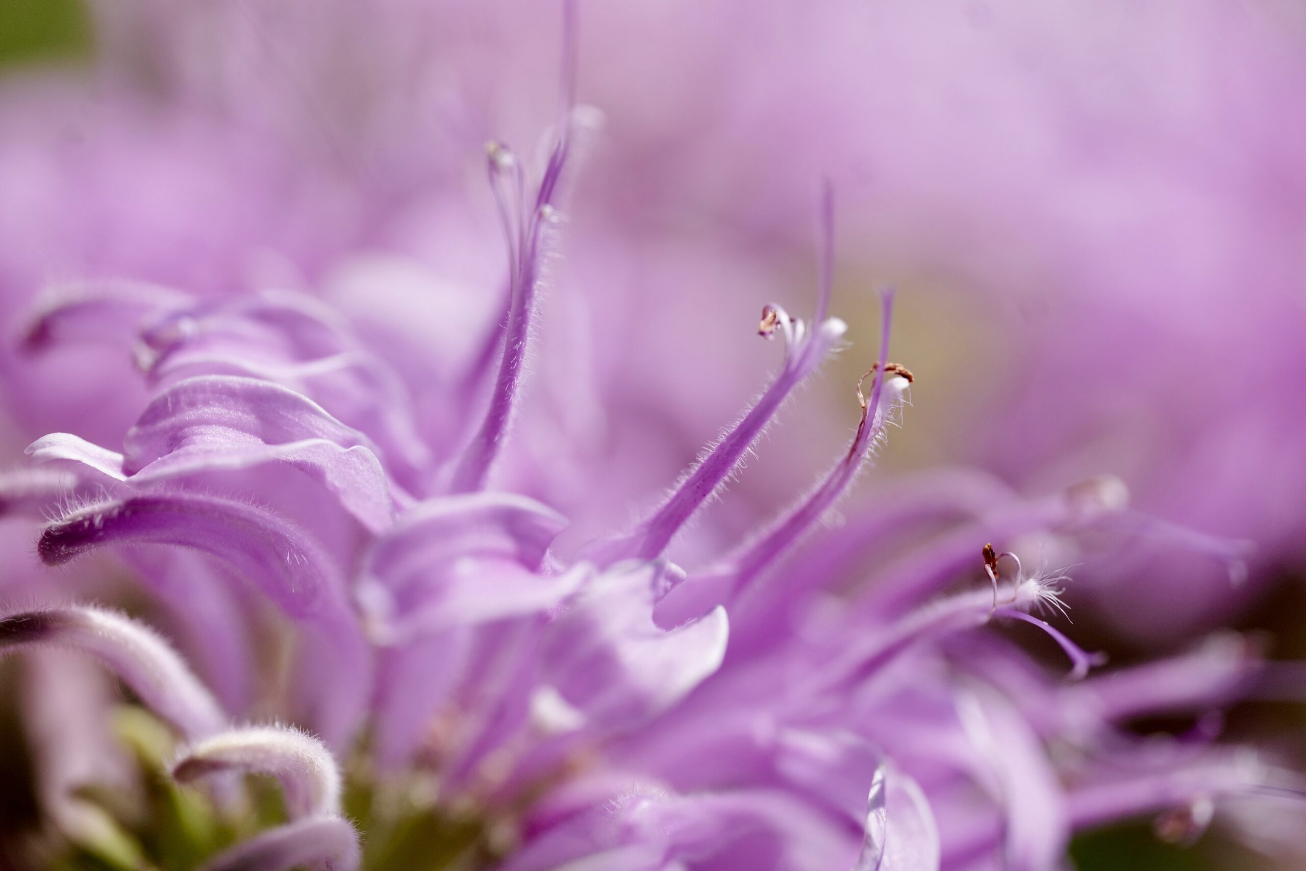 Flower Art The Mysteries of the Bee Balm, Today's Flower Start. It's