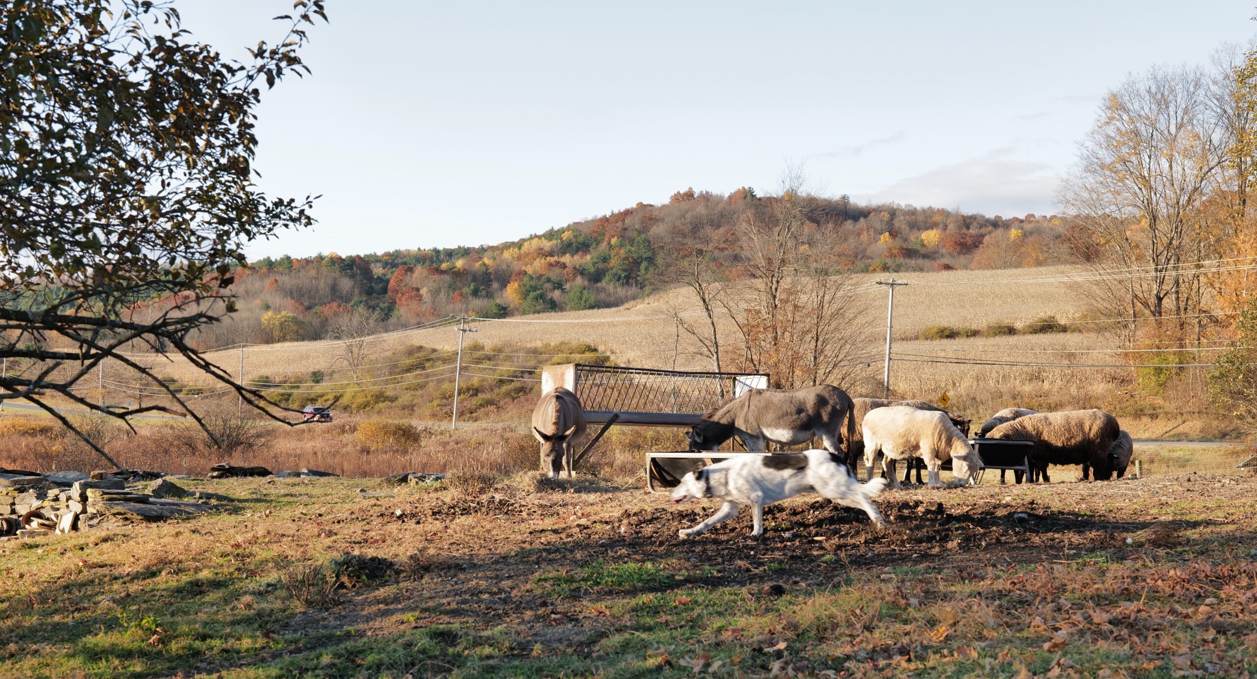 Beautful Morning For The Farm And For Supporting My Blog And Photos. It