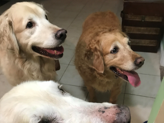 Beds, Bones and Biscuits