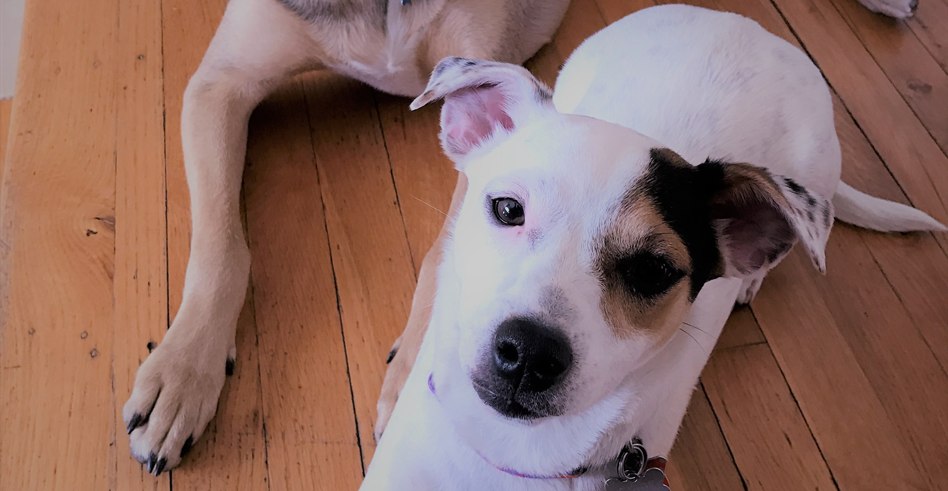 Beds, Bones and Biscuits