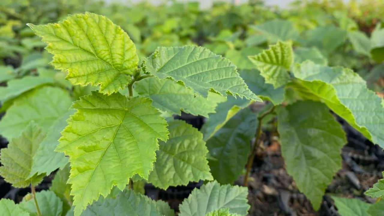 Scottish Native Trees for Sale in Dumfries UK Wide Delivery Availablity