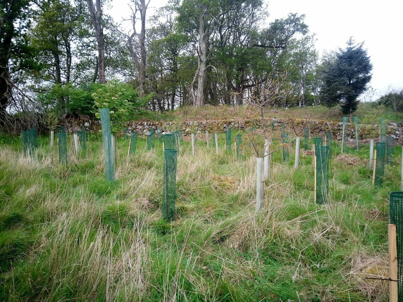 Sapling Protection Beechgrove Trees
