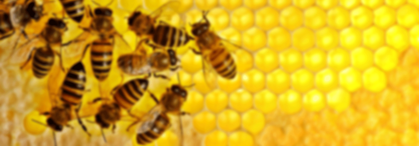 A Medley Of Fruit Plants For Bees Medlar and Quince Bee Culture