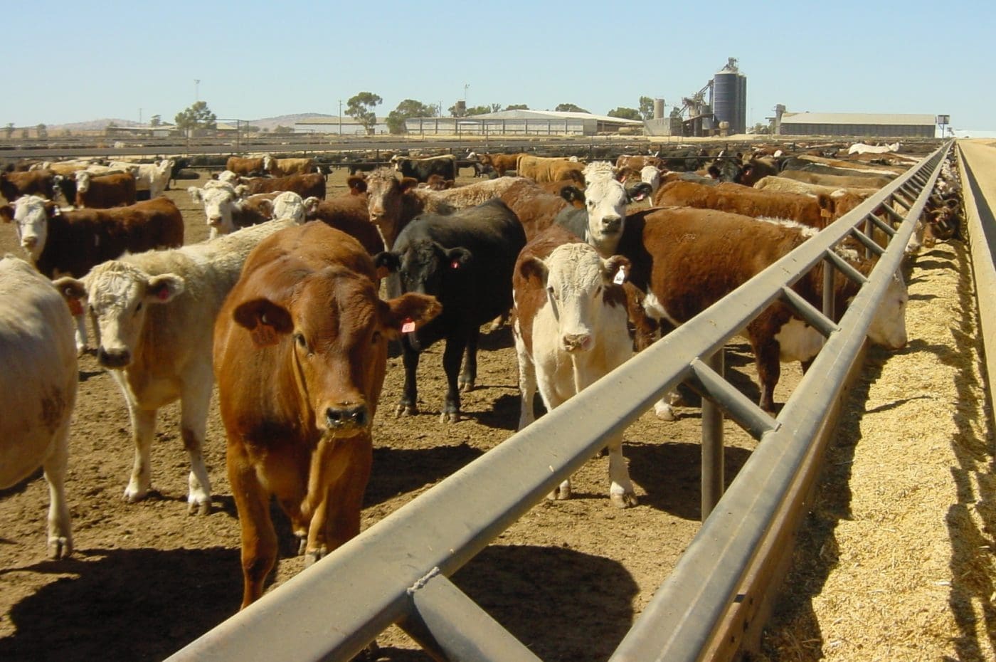 Beef Central
