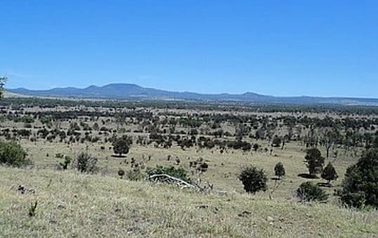 sandradowns1 Beef Central