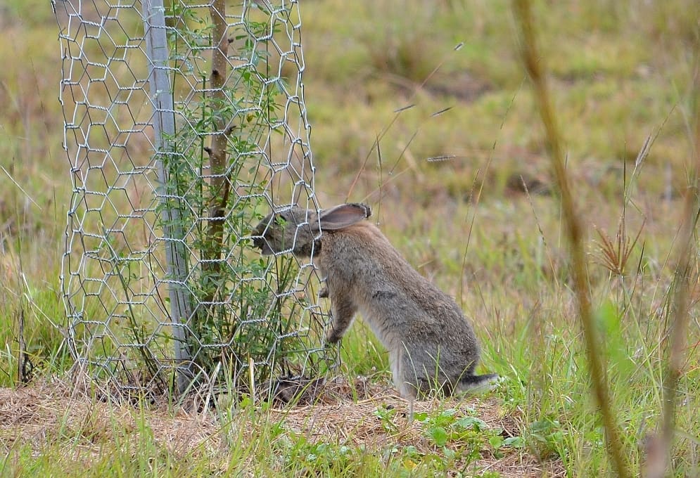 Research collaboration tackling feral animal problems Beef Central
