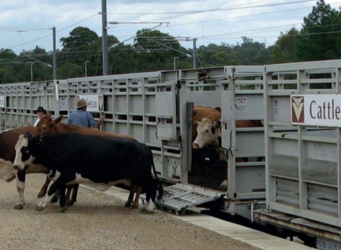 Push to move more cattle by train, but supply a challenge Beef Central