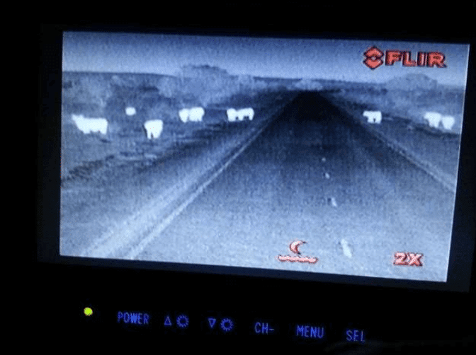 Thermal cameras helping trucks to avoid cattle strikes Beef Central