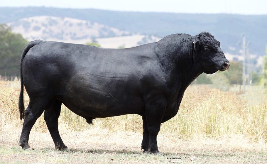 NZ buyer takes semen interest in Angus bull for 25,000 Beef Central