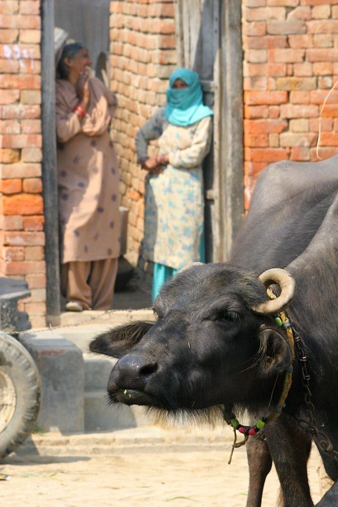 India bans cattle sales for slaughter, world beef trade awaits impact