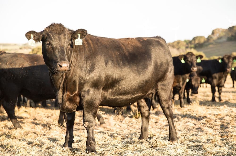 Momentum to China building as Phoenix Exports sends Australia's third