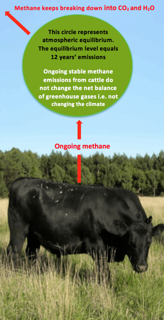 Ongoing stable methane emissions from cattle doesn’t change the climate