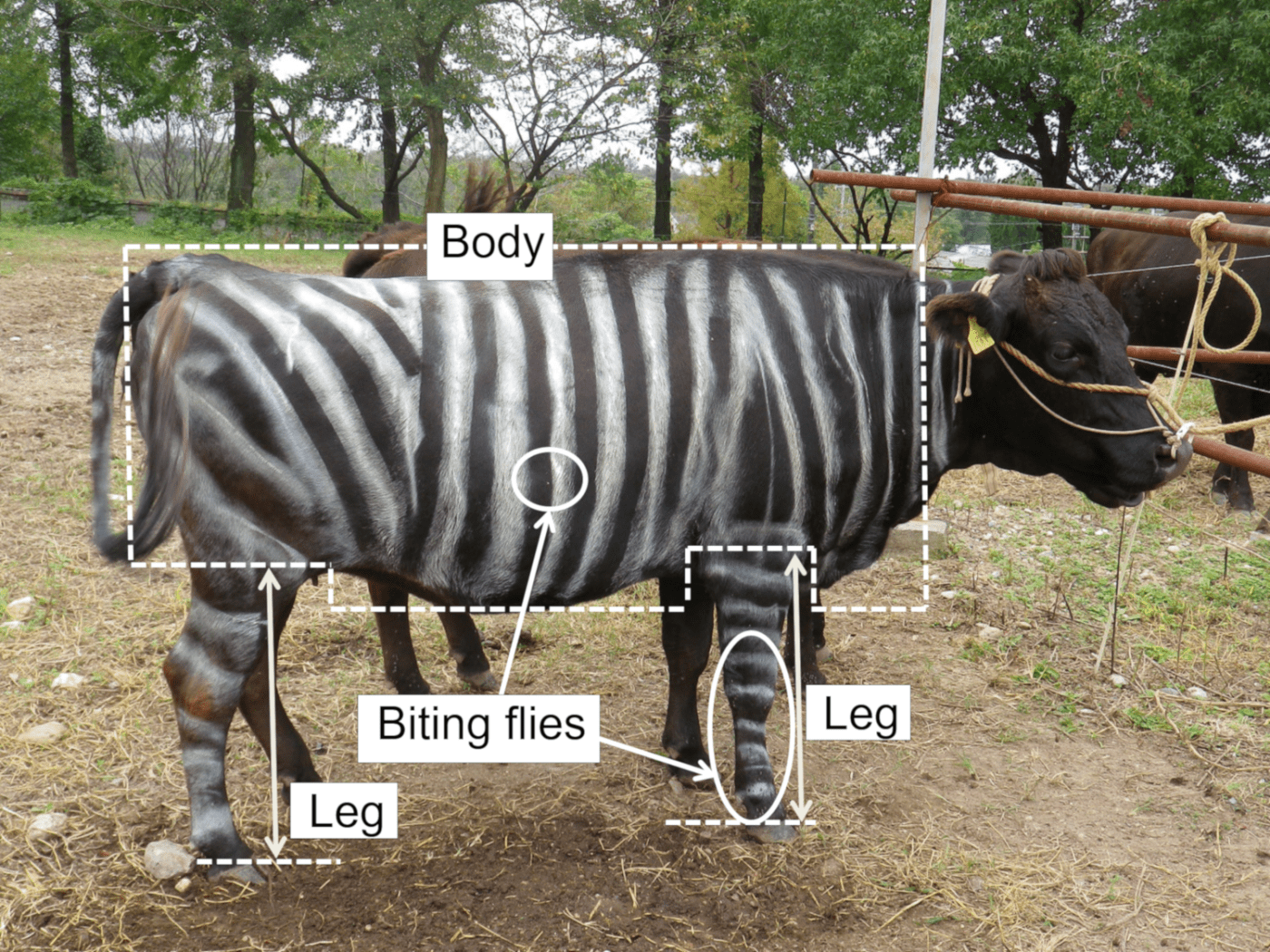 Why researchers are painting zebra stripes on cattle Beef Central