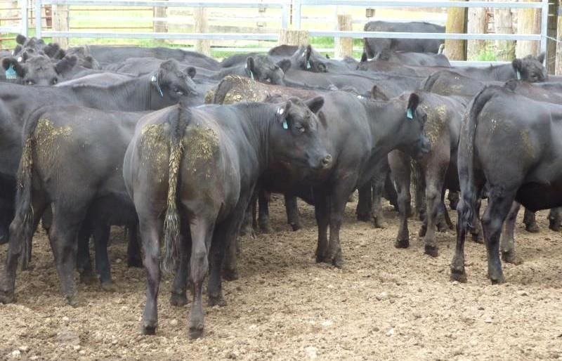 Young cattle prices rise in 17,867 head AuctionsPlus offering Beef