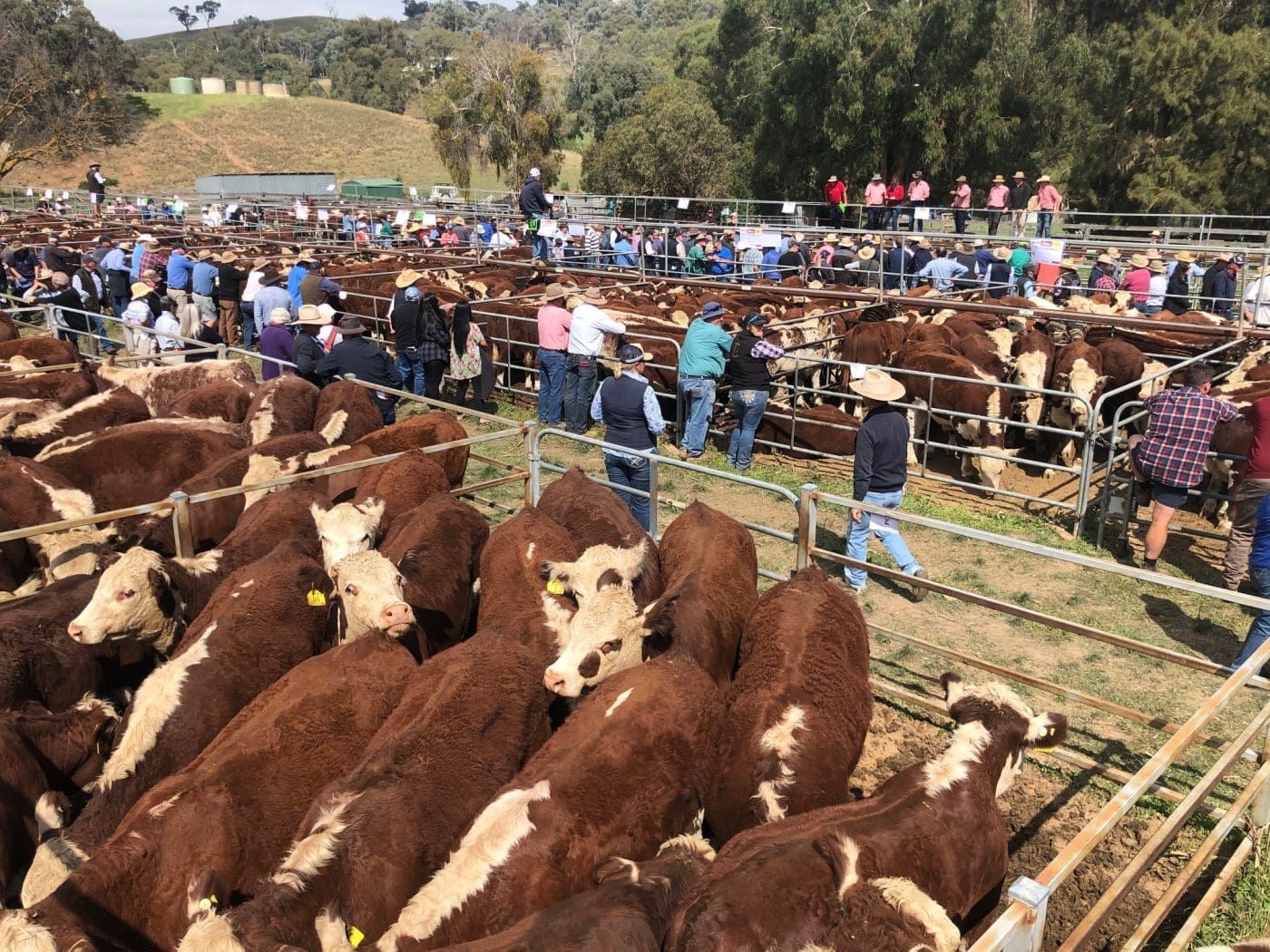 Mountain calf sales Day 2 Steers, heifers crack 2000/head PICS