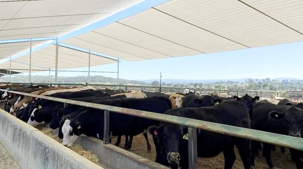 Testing twotiered shade in southern feedlots Beef Central