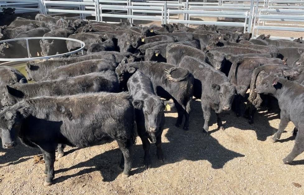 Big jump in numbers online as weather clears Beef Central