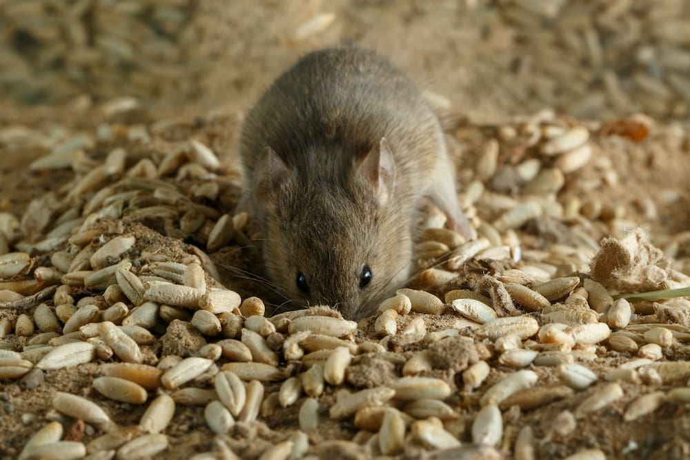 Mice plague heightens risk of lepto and other zoonotic diseases Beef Central