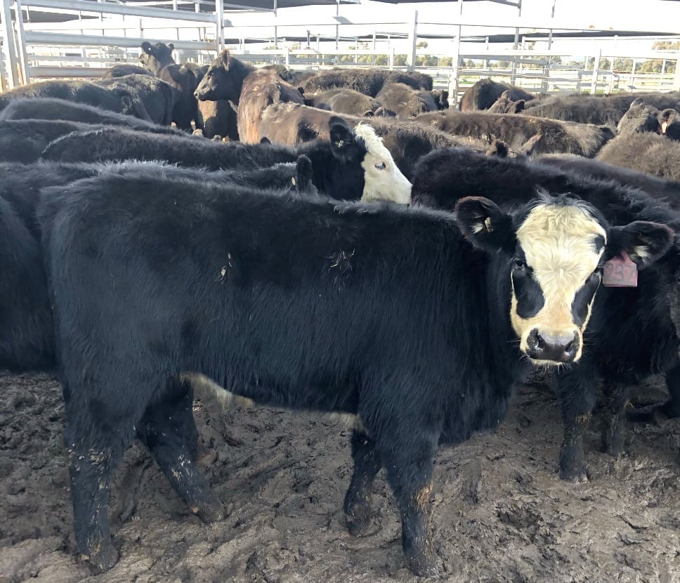 Young cattle prices head north in online trading Beef Central
