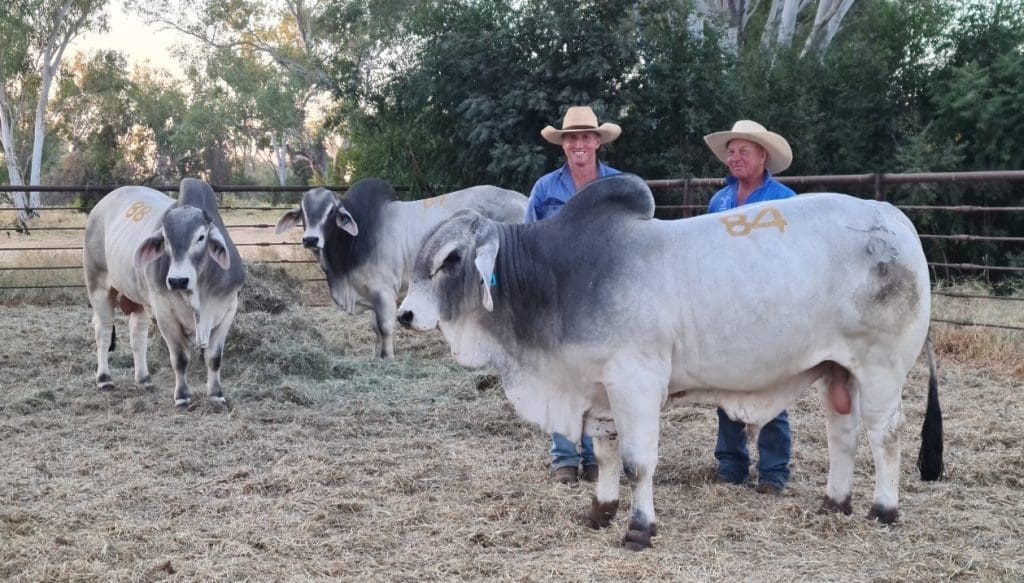 Australia’s most remote bull sale resets price records, displays