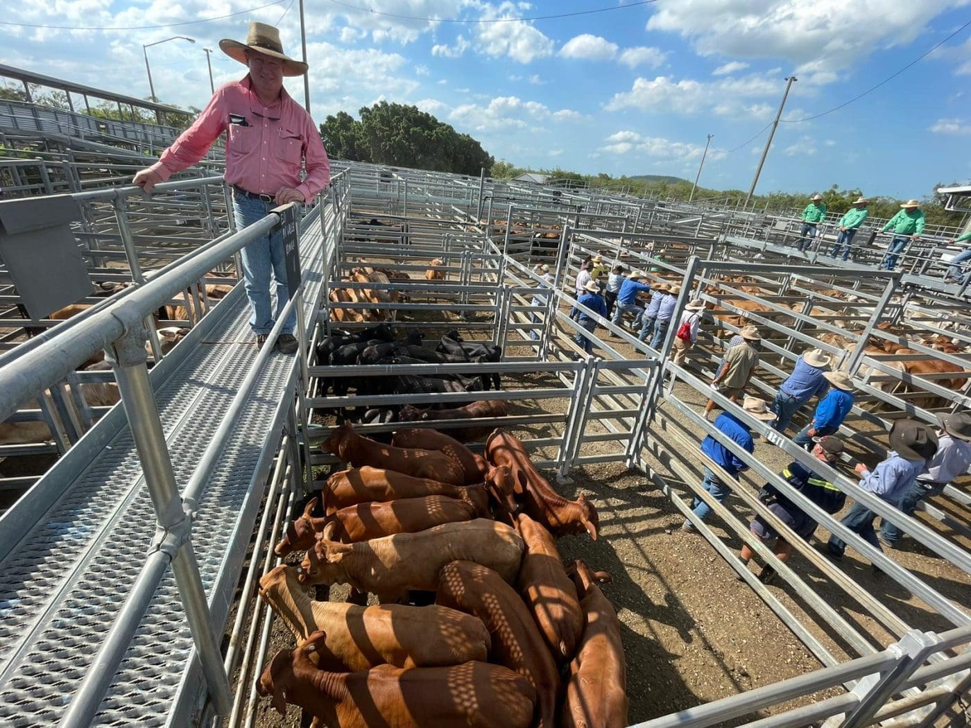 MLA's 2022 cattle market year in review Beef Central