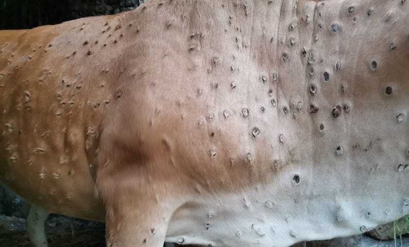 Lumpy Skin Disease needs Australia’s best scientists Cattle Council